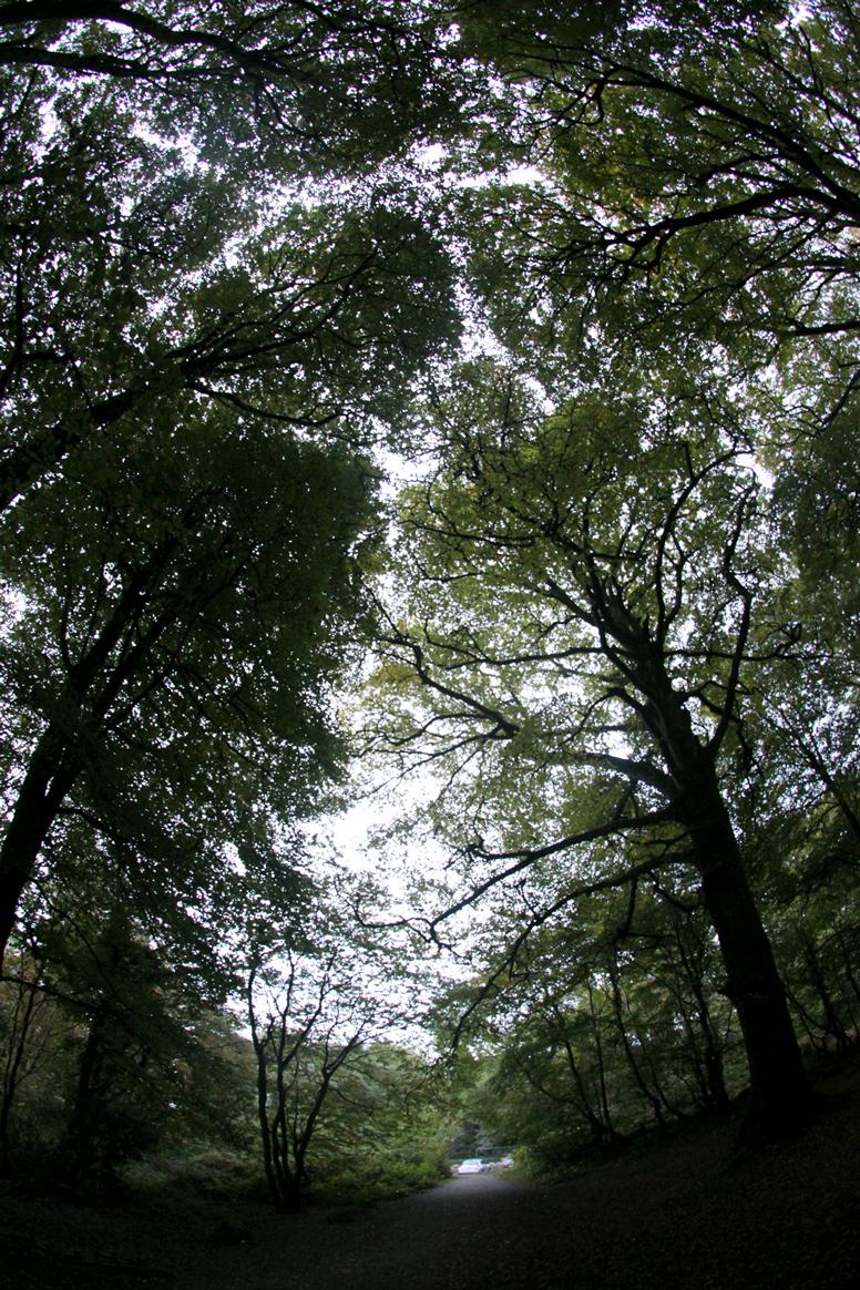 Some trees in Barna woods