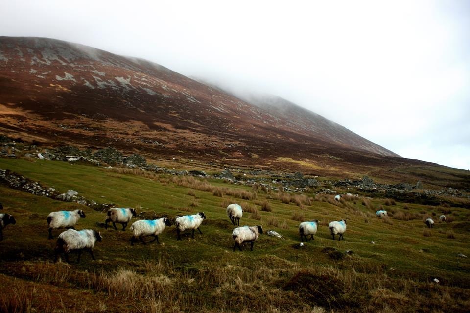 Sheep at Achill island