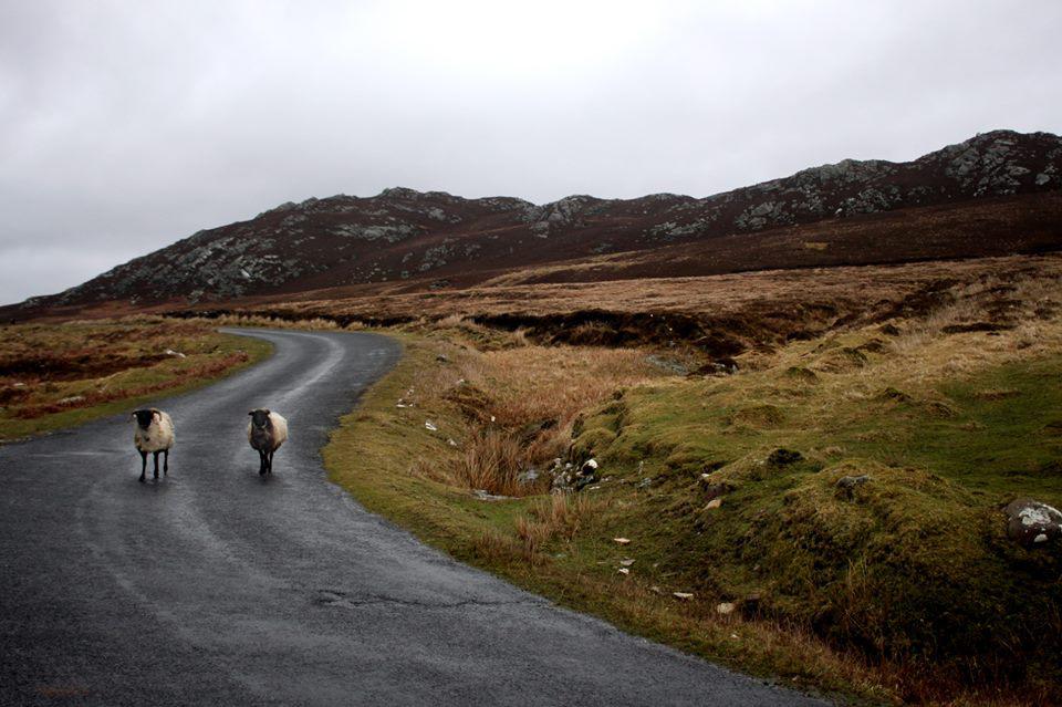 Sheep on a road to Achill island