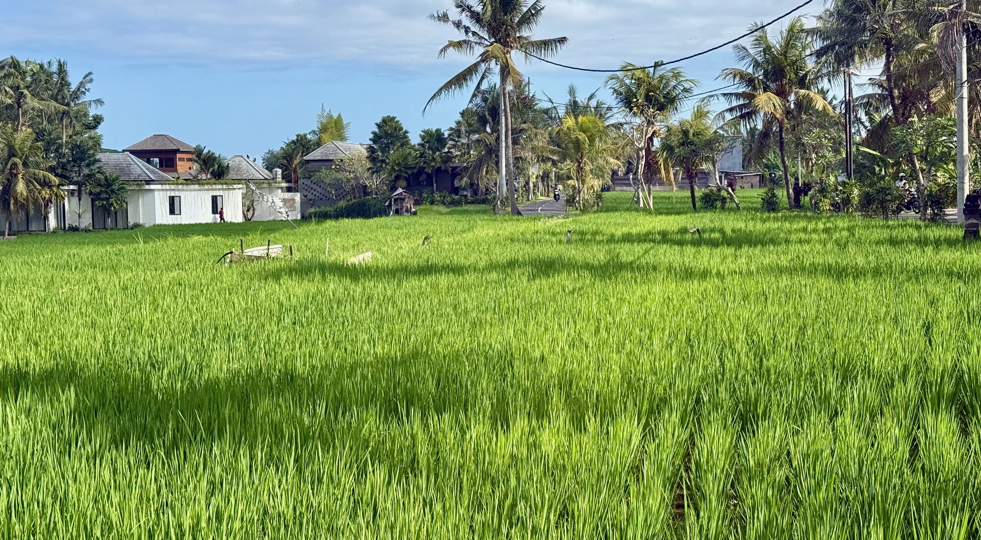 rice paddies south of ubud