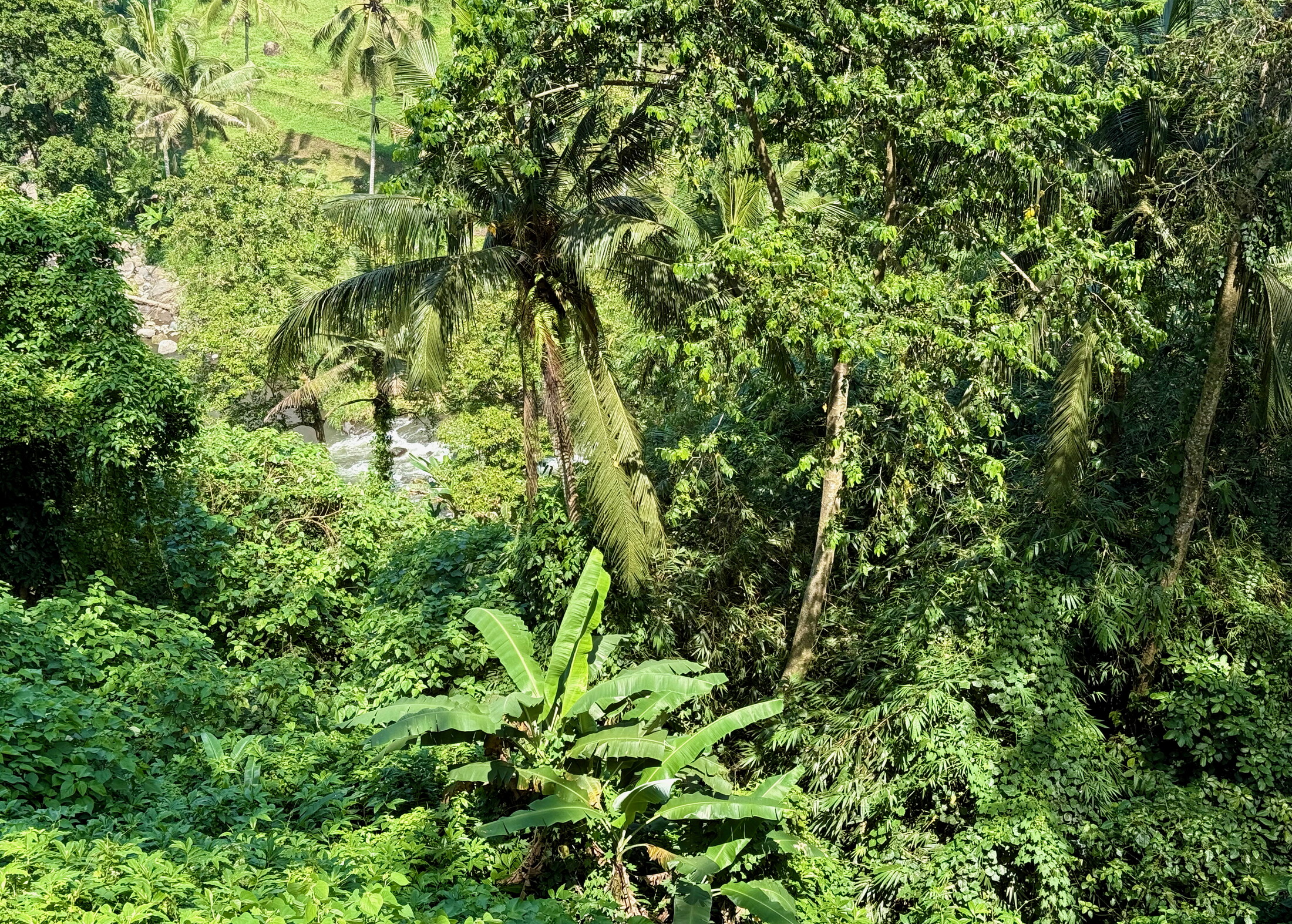 ubud valley jungle