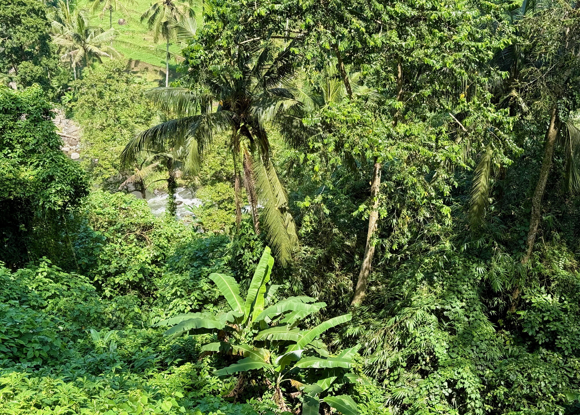 ubud valley jungle