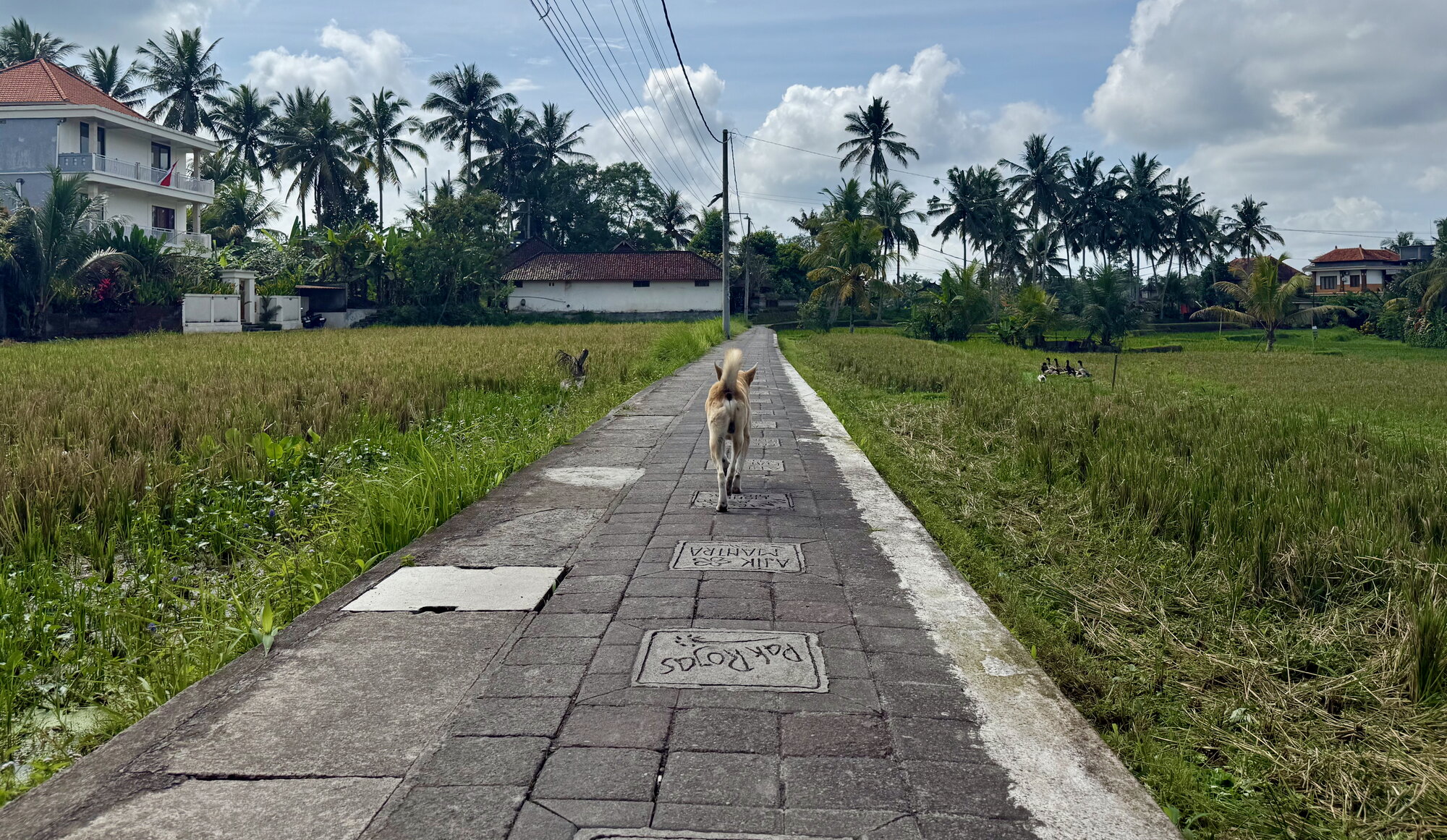 dog walking down a path south of ubud