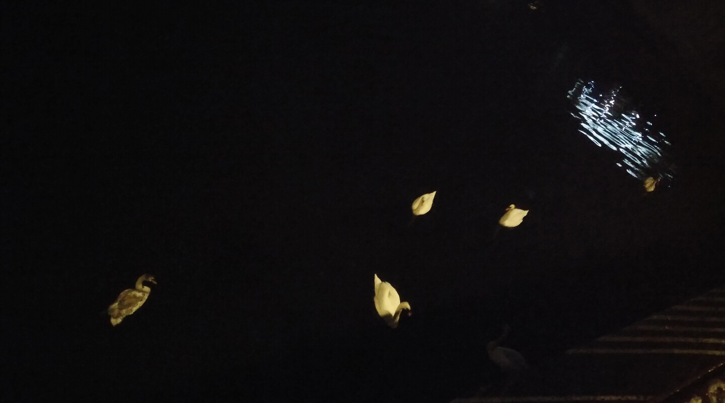 Swans