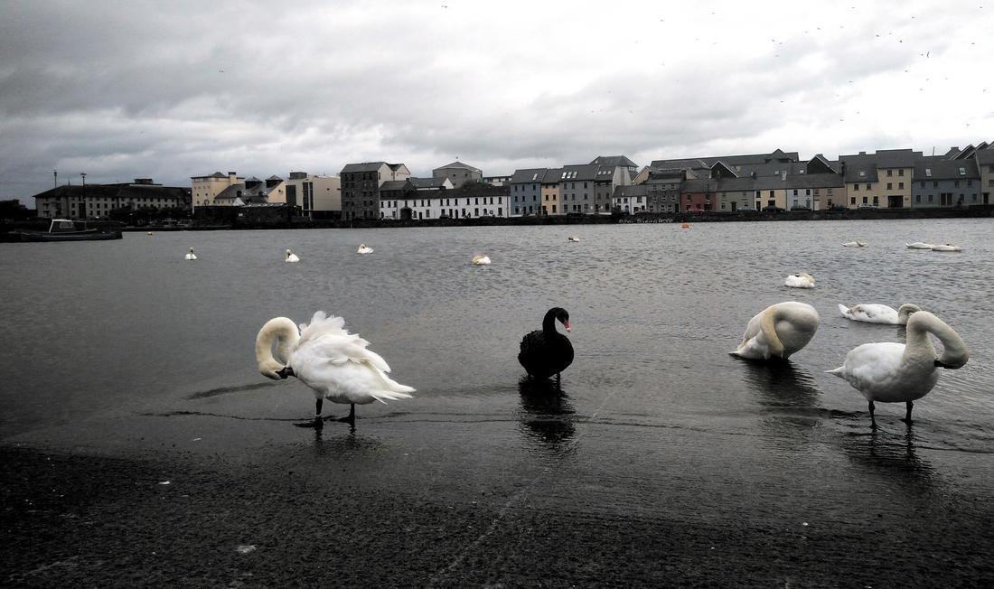 Black swan in Spanish Arch