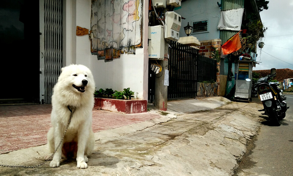 Moi, the dog from our hostel