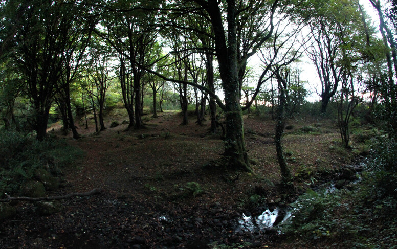 Barna woods