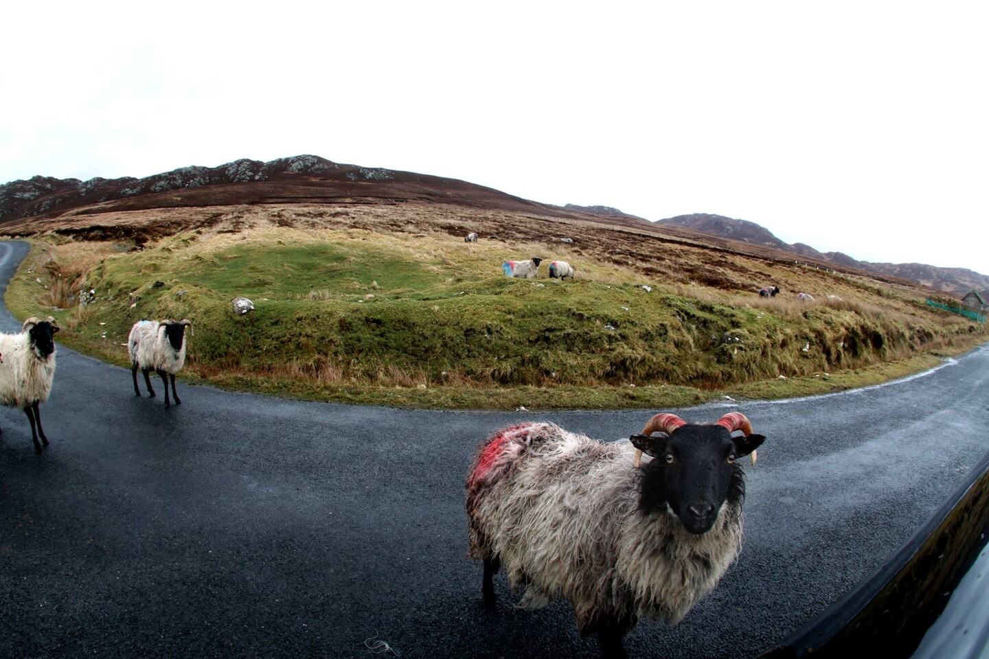 Sheep on a road to Achill island