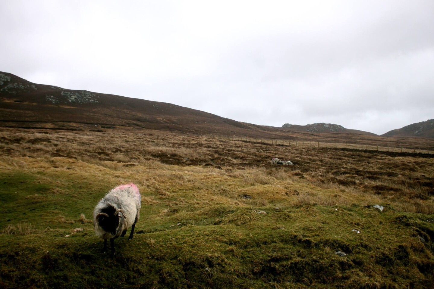 Another sheep roaming on Achill island