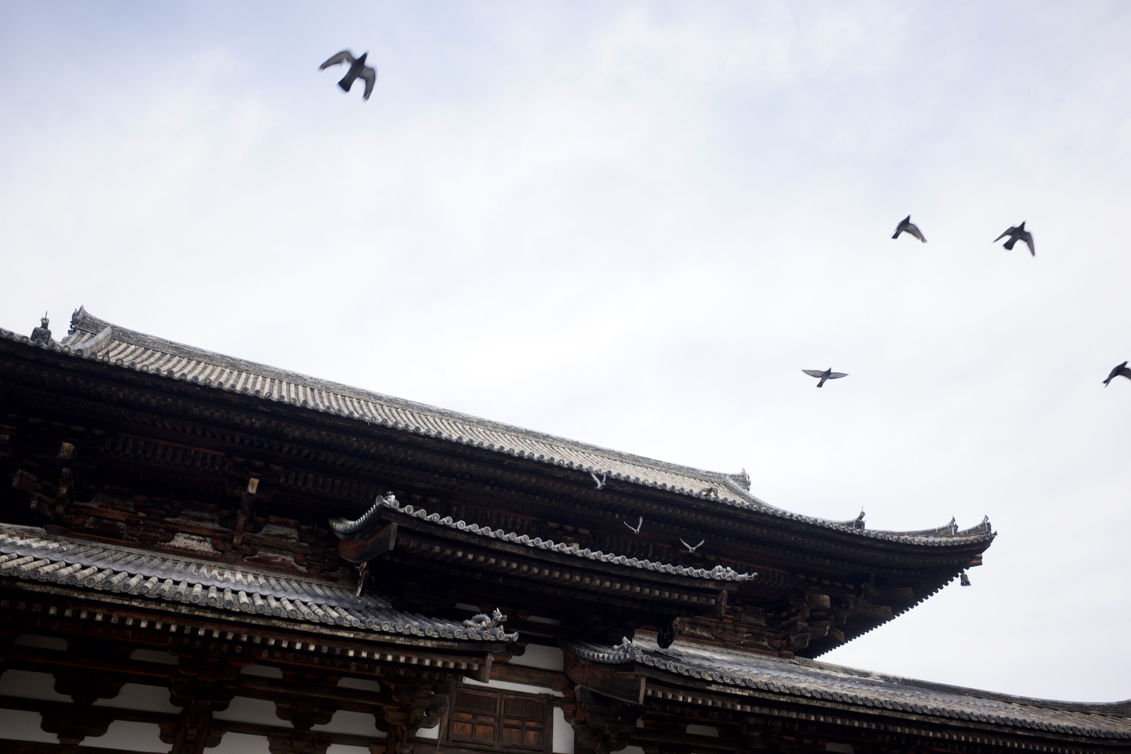 Birds flying away from the temple