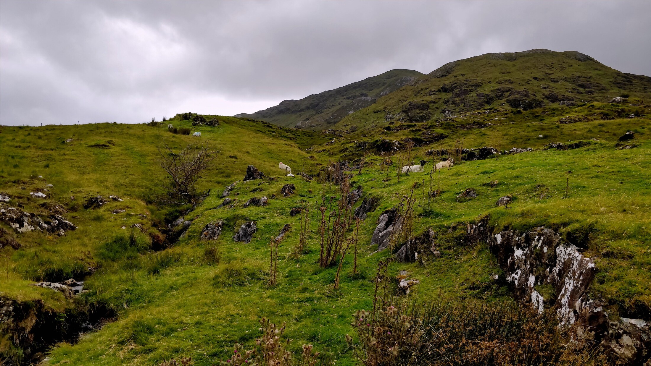 Some sheep