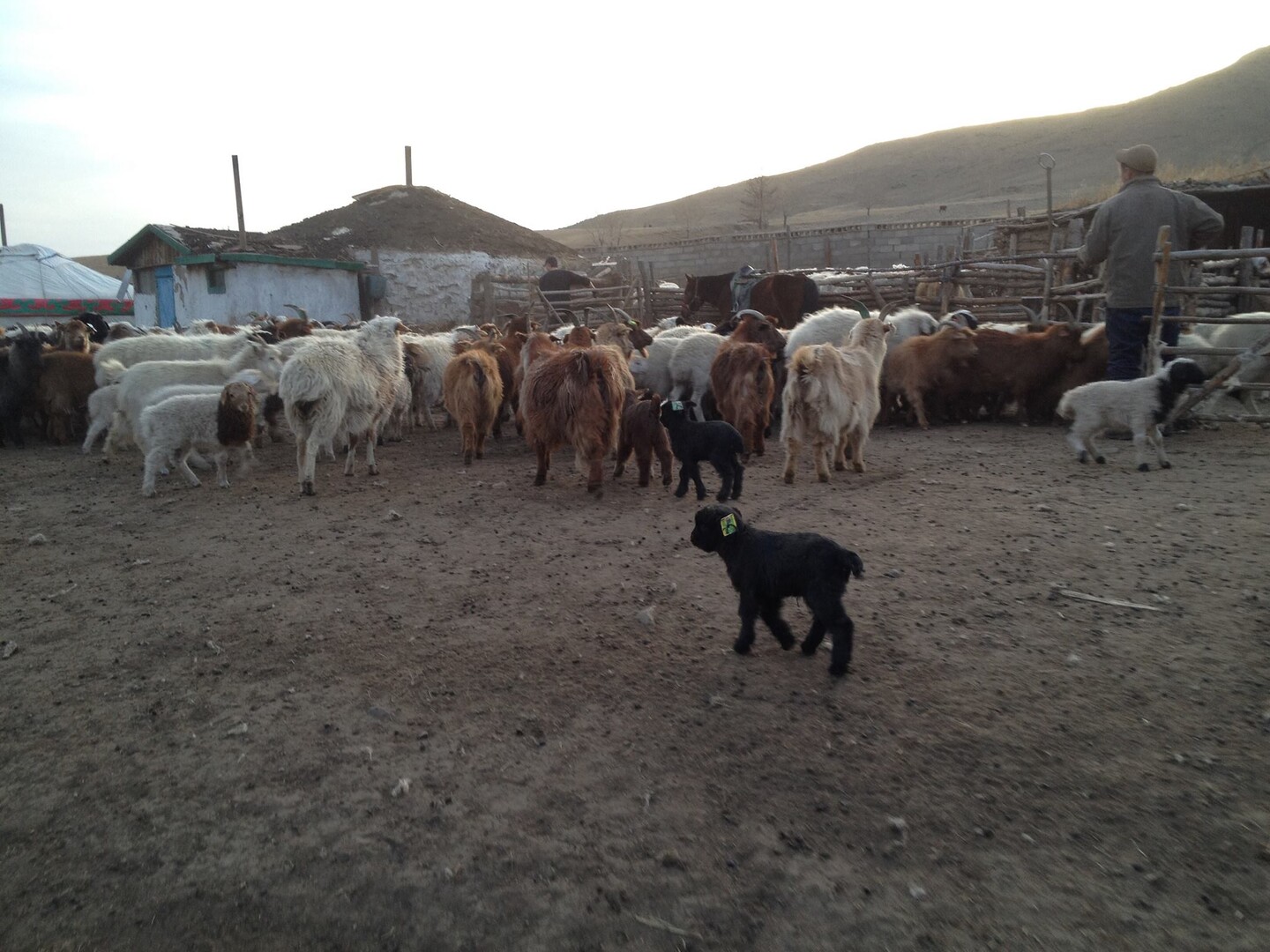 Herding the goats on a mongolian farm