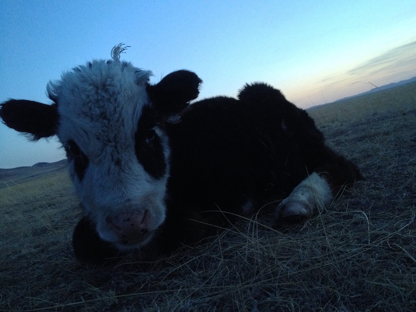 A cow