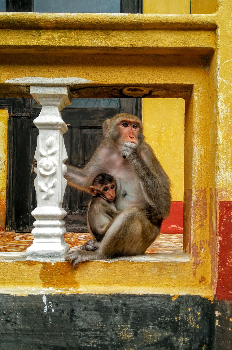 monkey