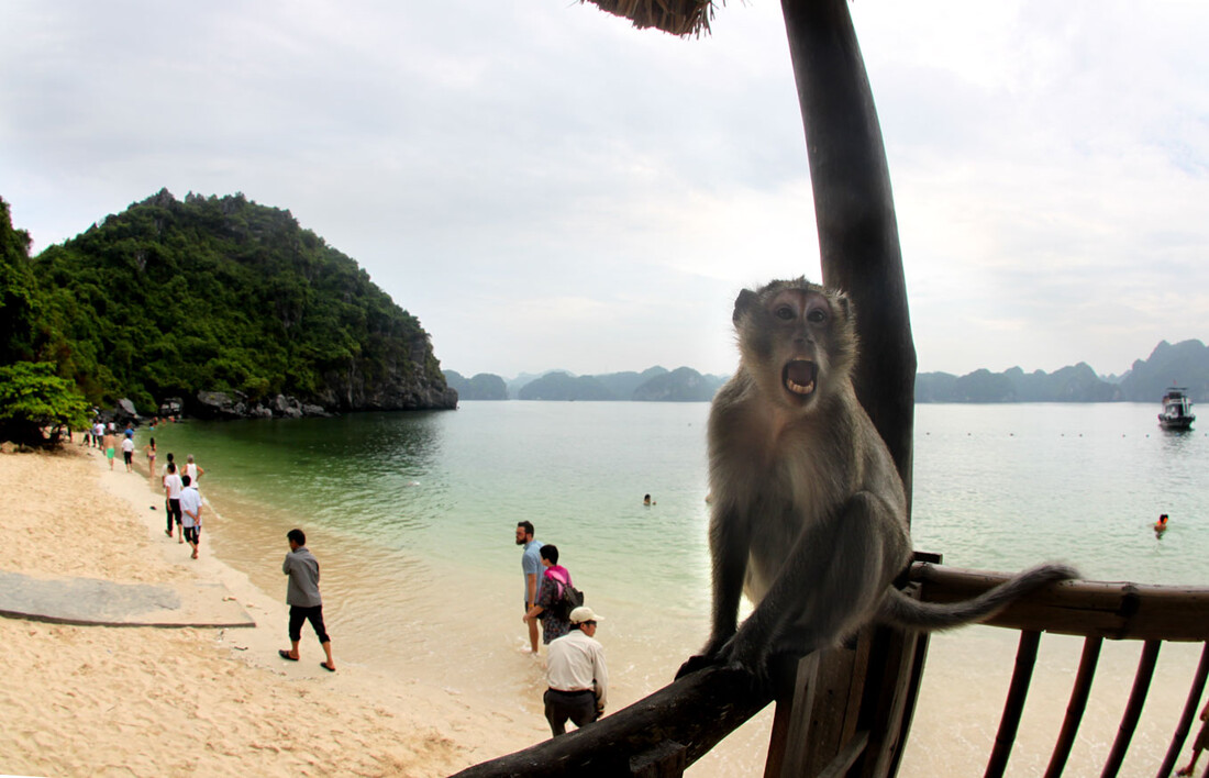 monkey