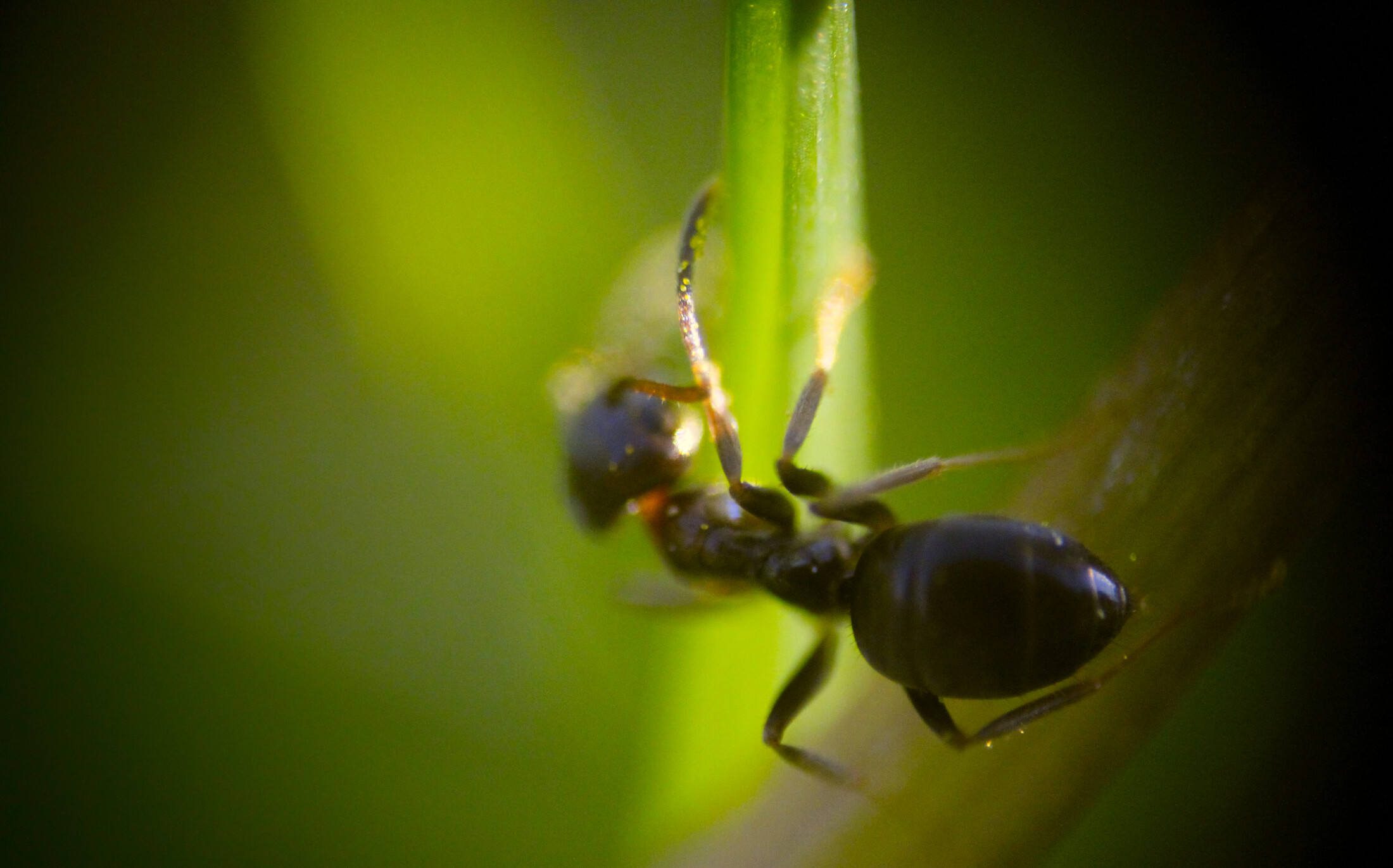 ant
