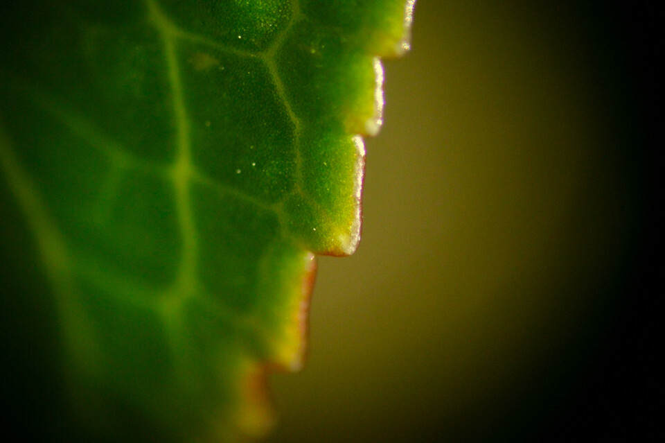 leaf