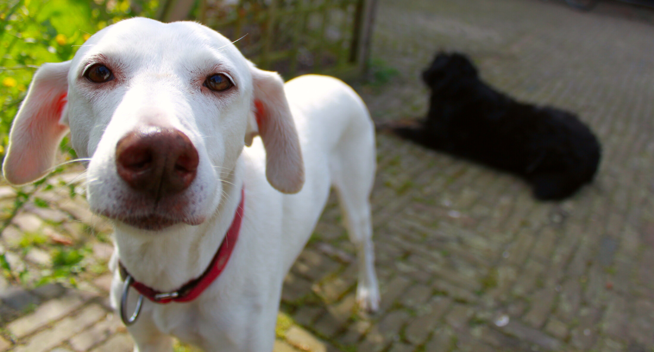Dogs