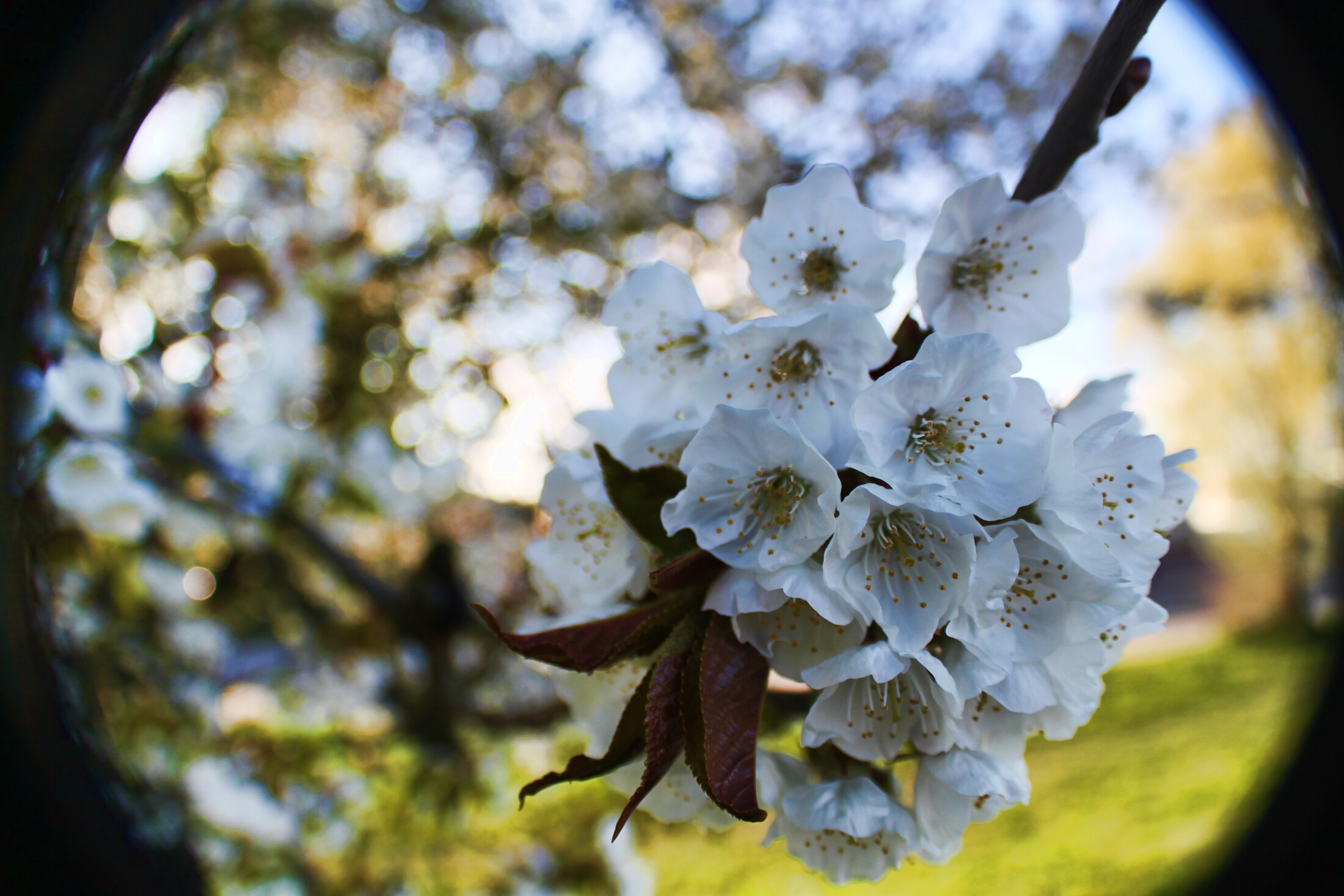 Blossom