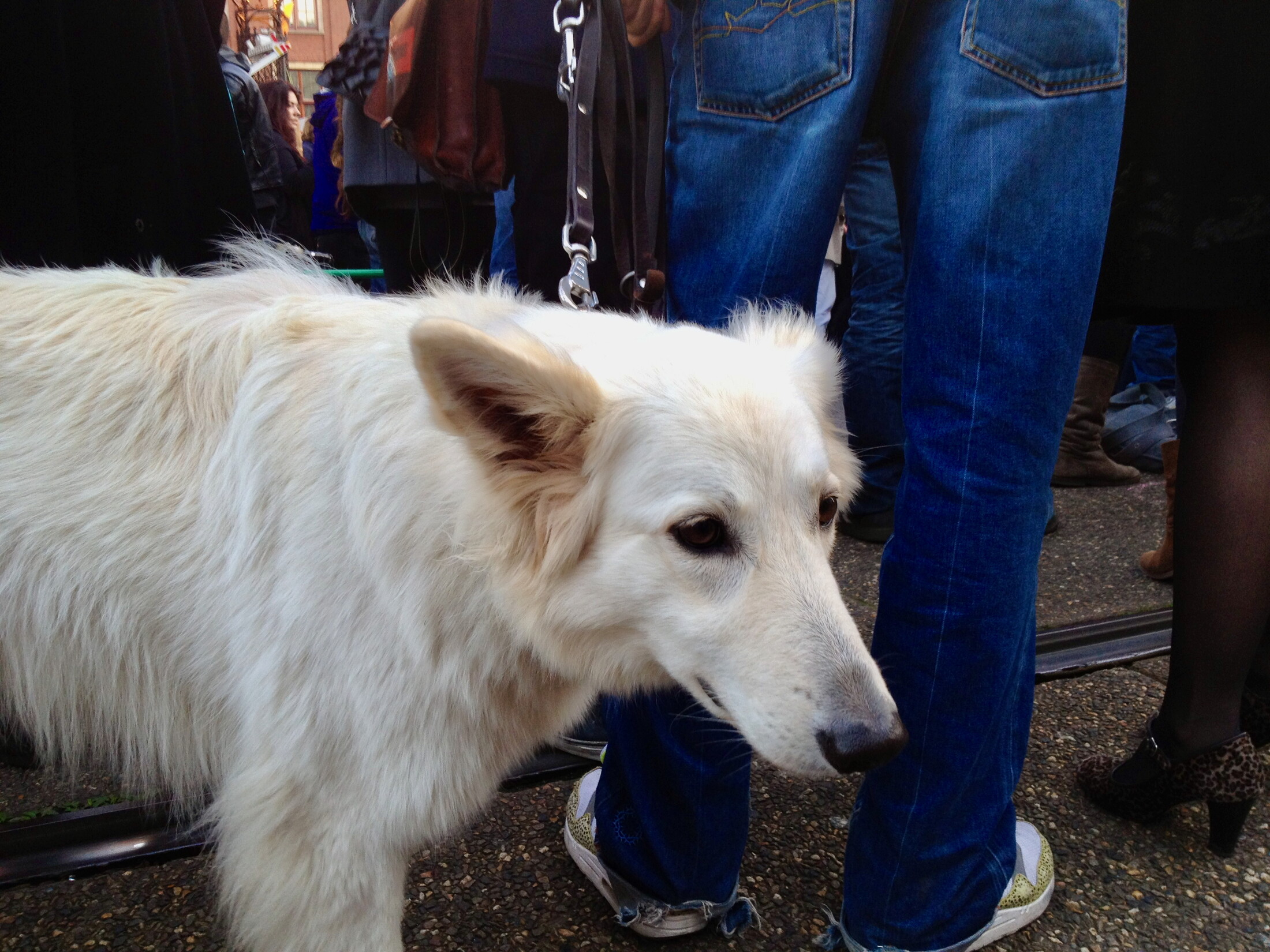 White dog at Occupy Amsterdam