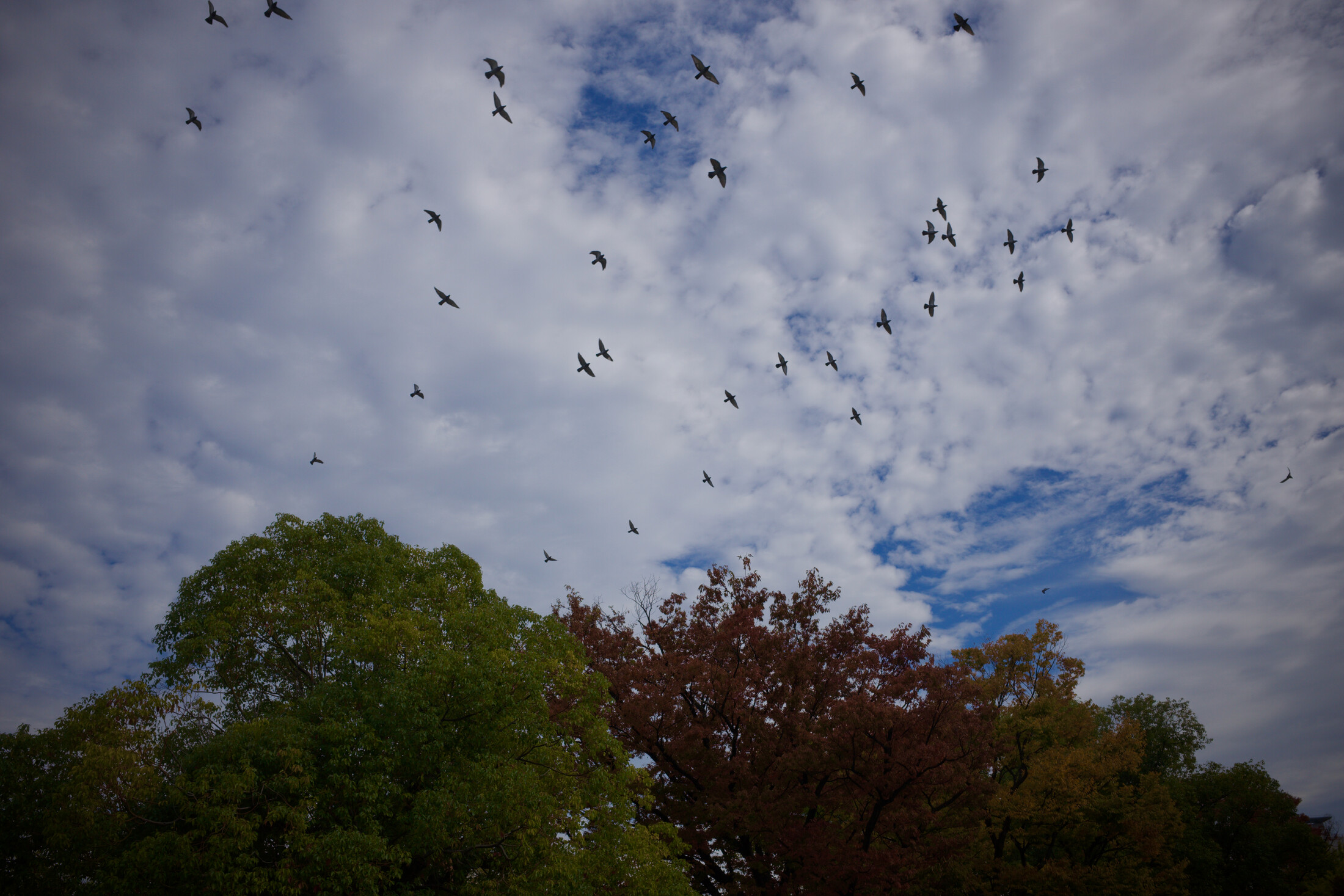 Birds taking off in a park in Osaka