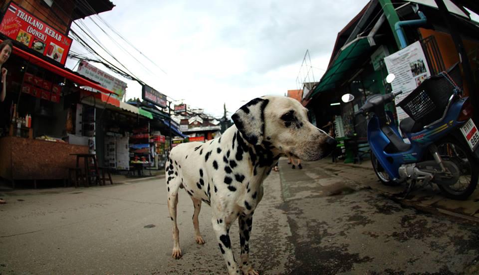 Street dog in Pai