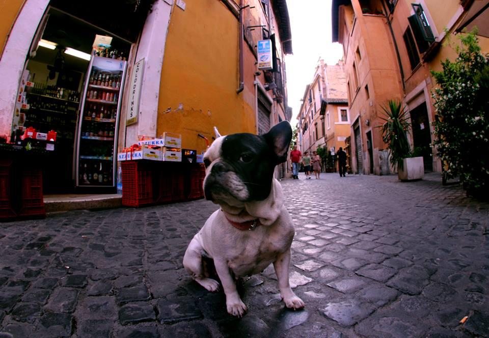Jackie, a dog in Rome