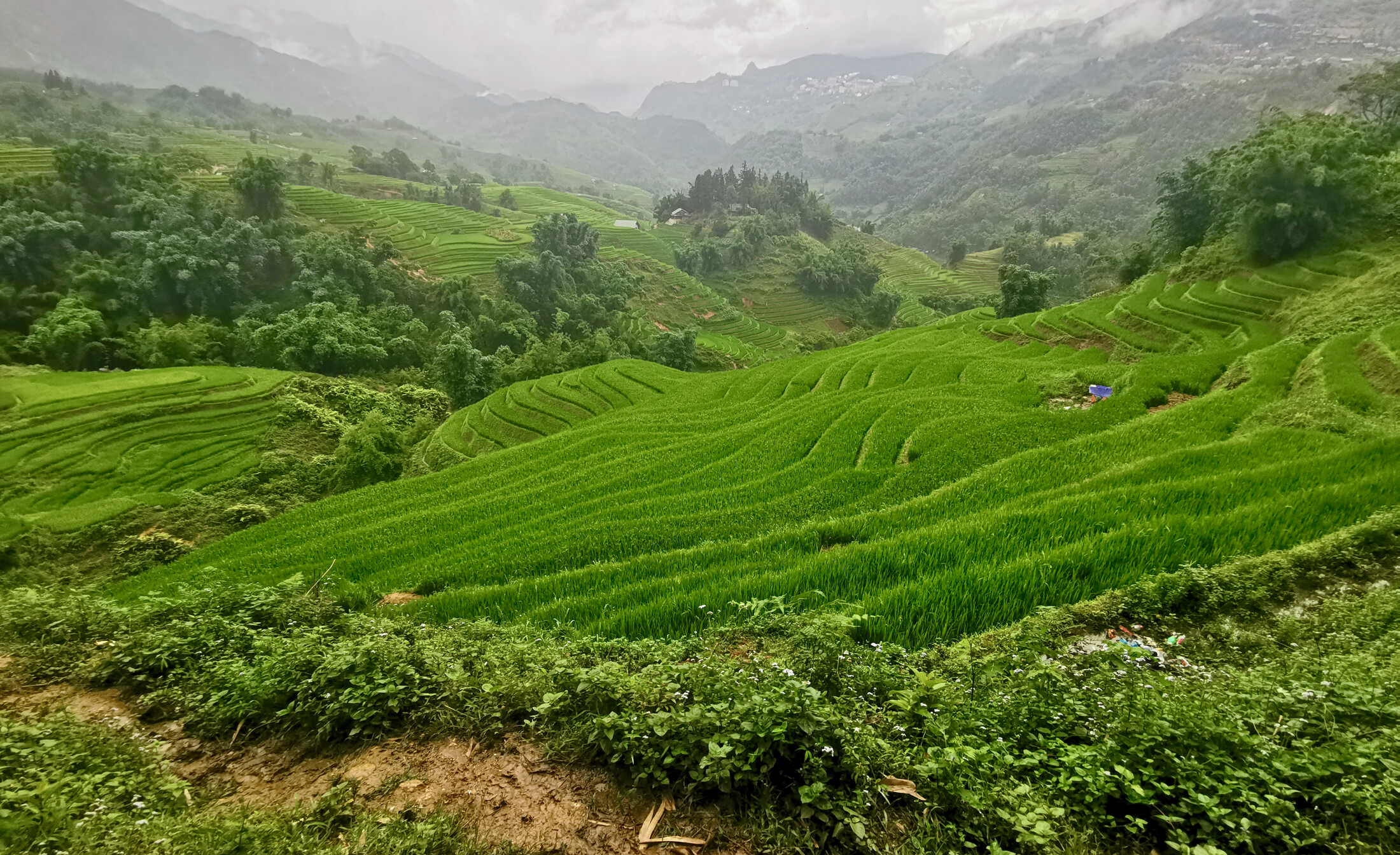 Rice paddies on a hike