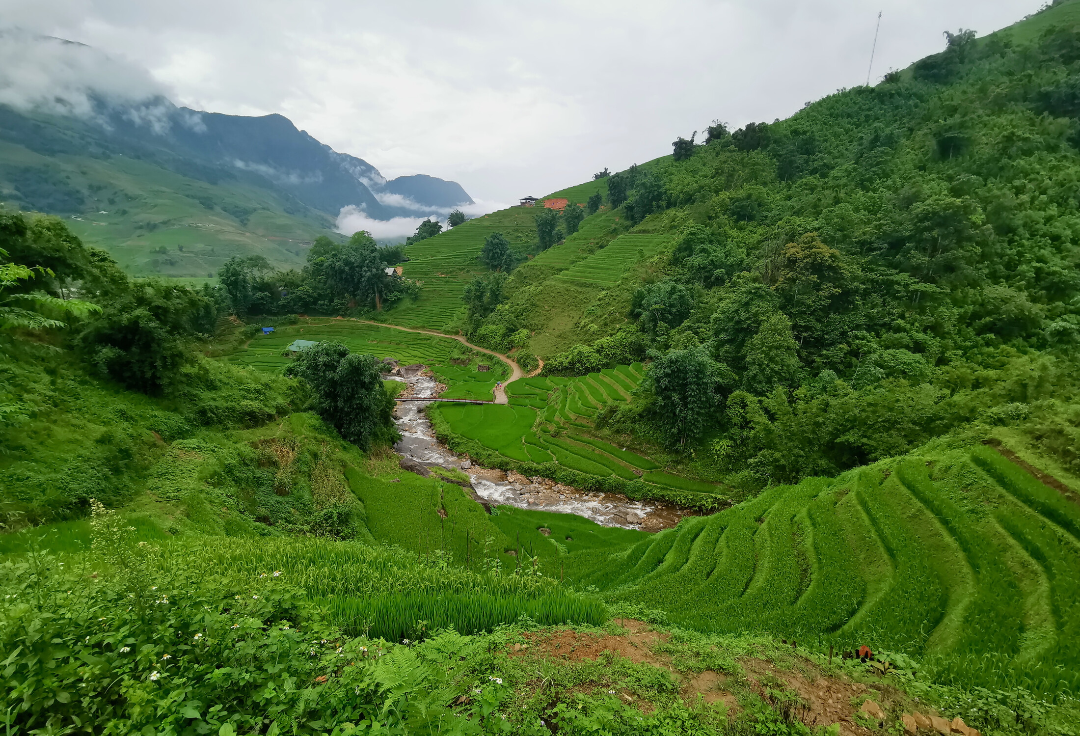 Rice paddies split by a river on a hike