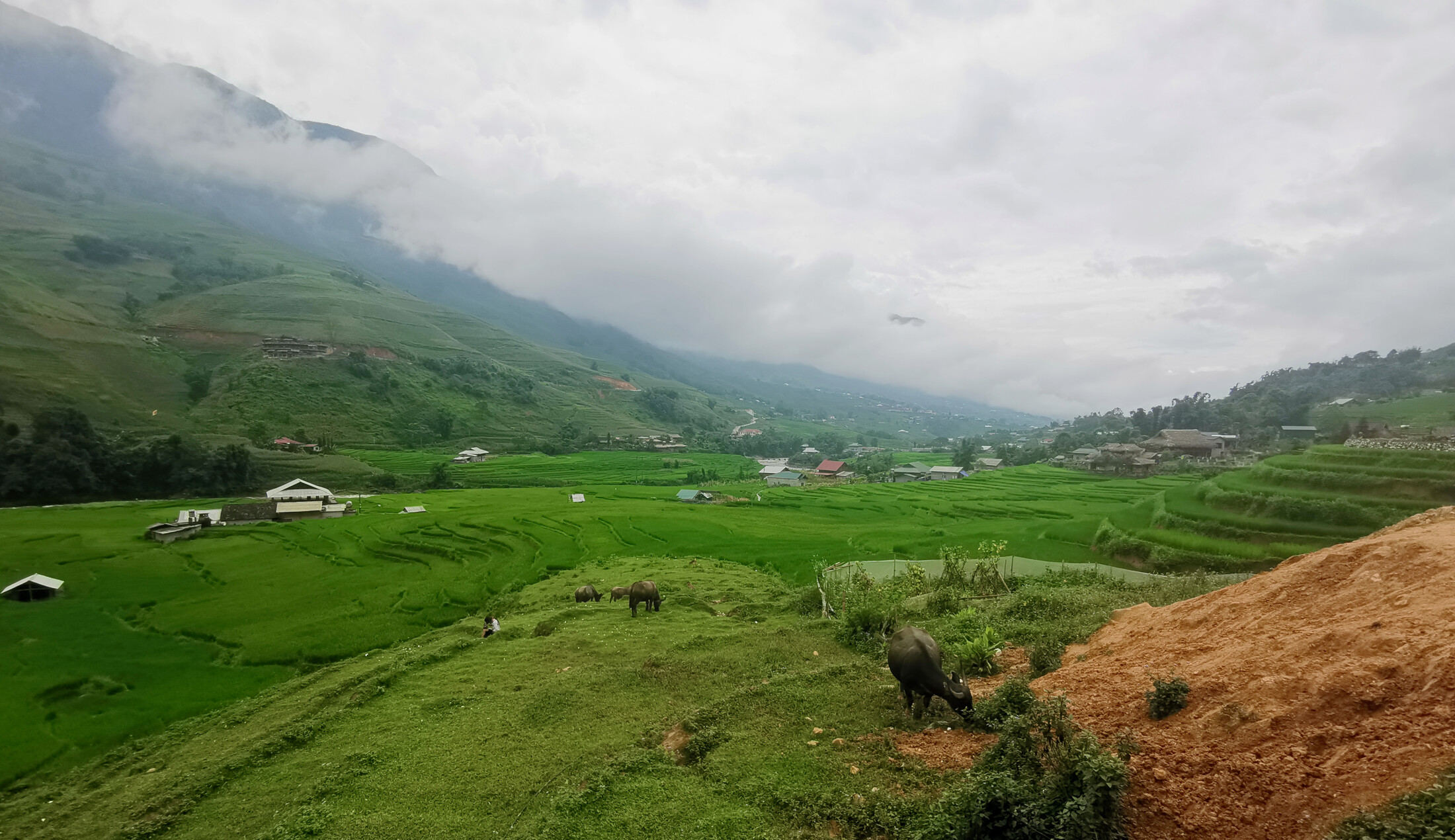 Bisons in the valley of Lao Chai