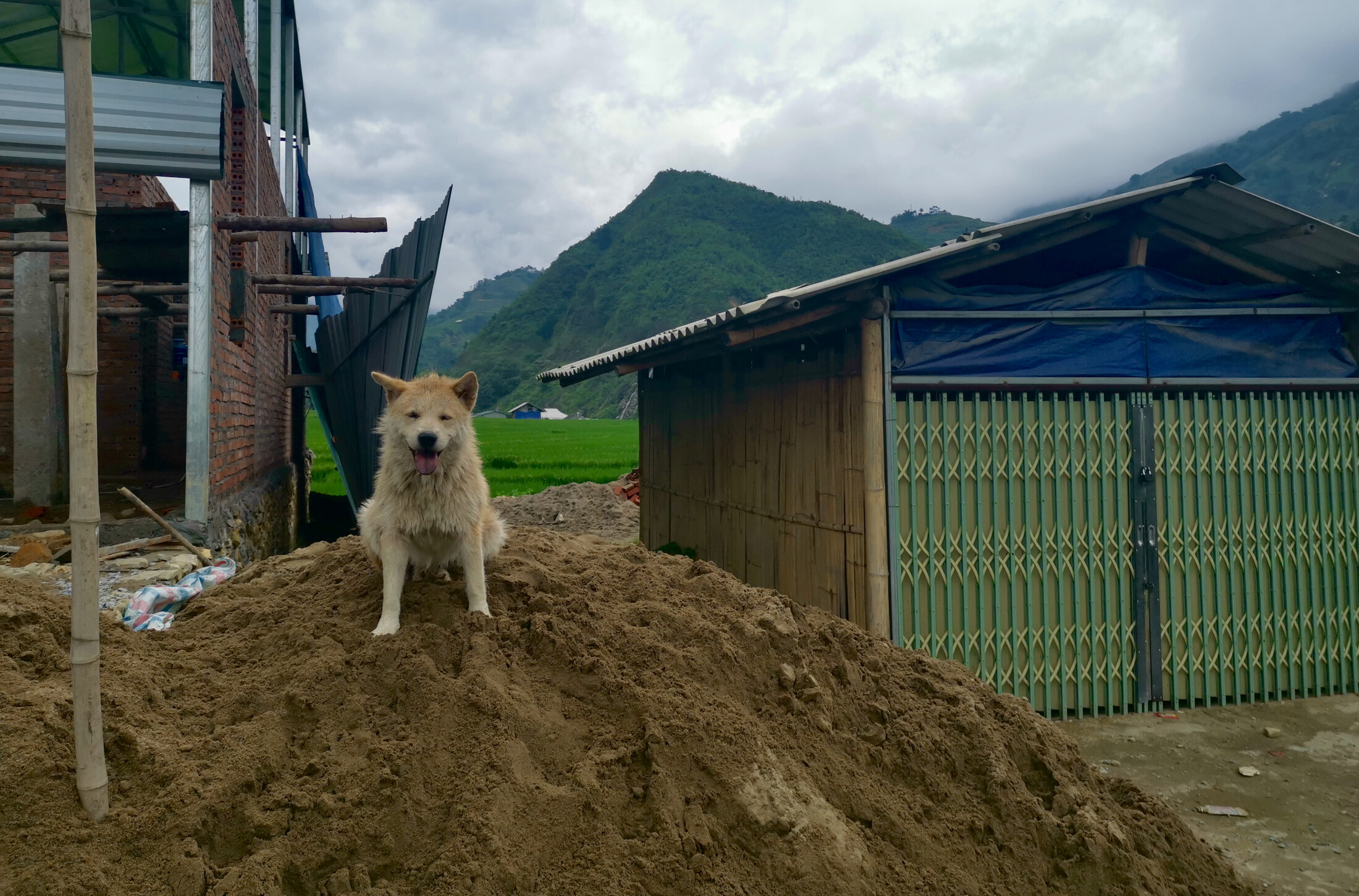 A dog from Lao Chai