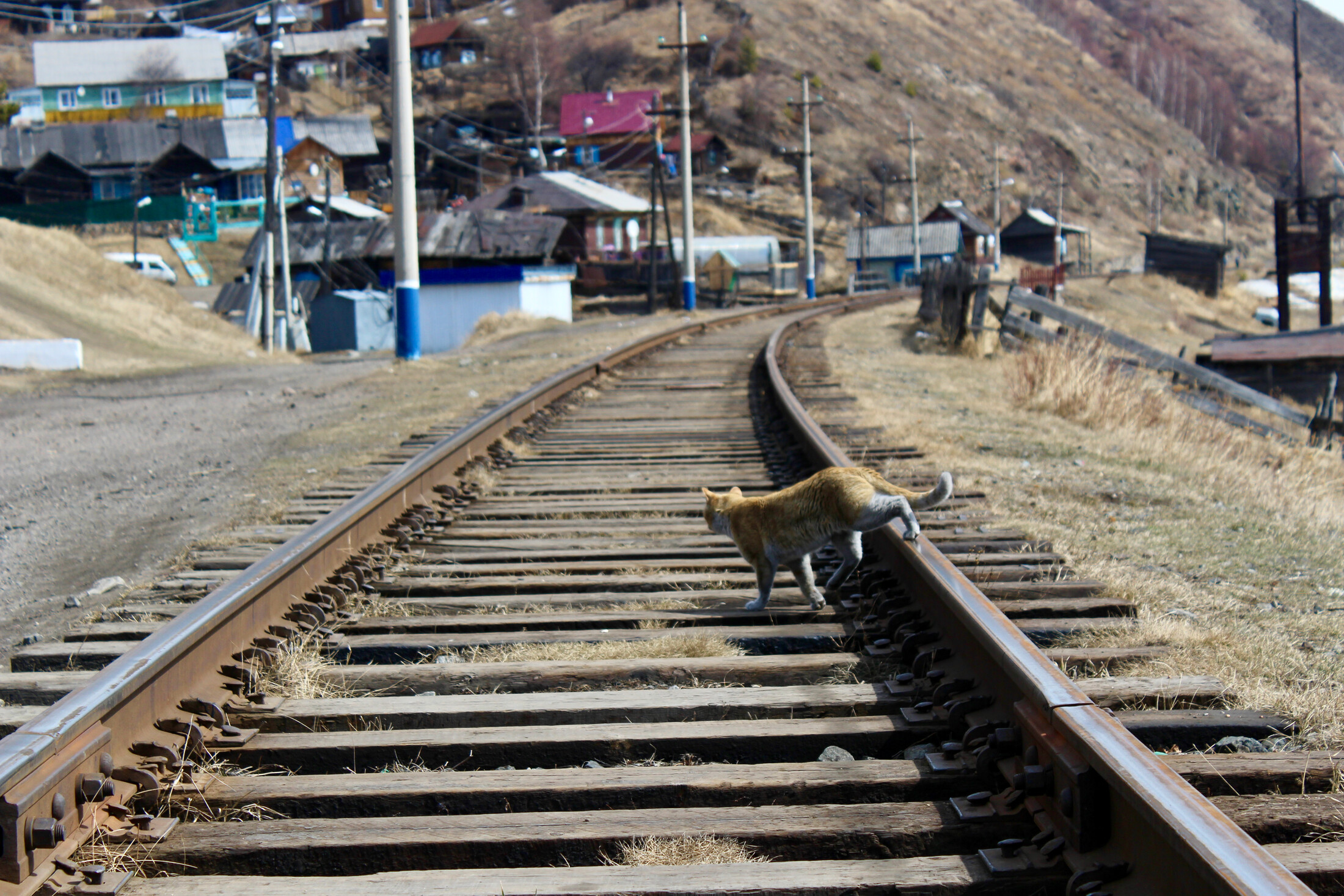 Cat climbing over the train track near Olkhon Island