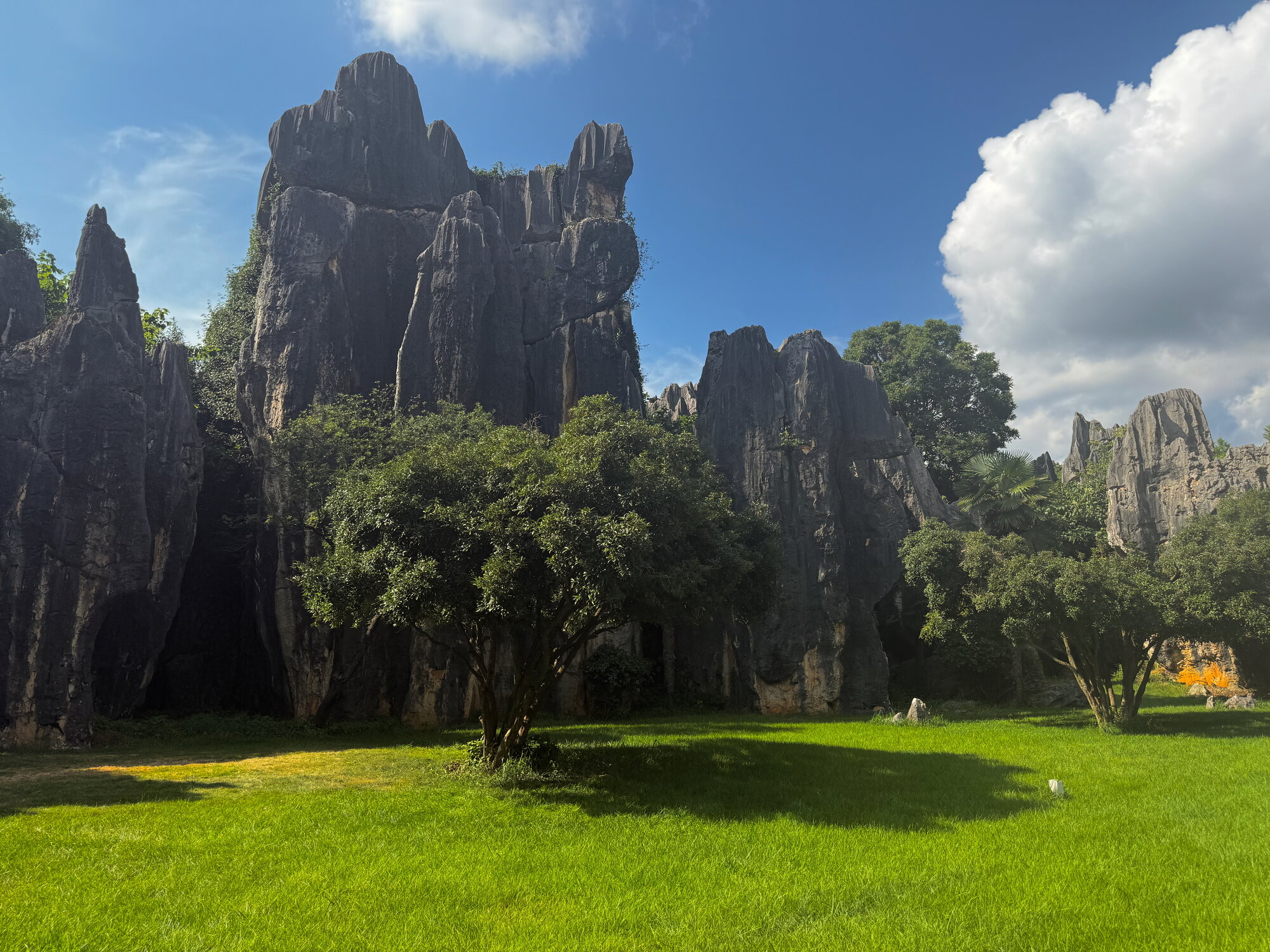 Stone forest